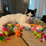 Set von verschiedenen Katzenspielzeugen
